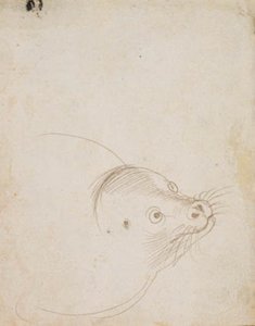 The Head Of A Seal — Hans Baldung