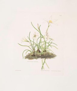 1. Zephyranthes Tubispatha 2. Zephyranthes Candida — Robert Havell