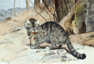 Wildcat — Friedrich Wilhelm Kuhnert
