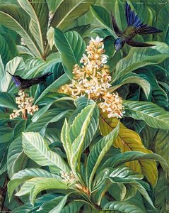 Foliage And Flowers Of The Loquat Or Japanese Medlar — Marianne North