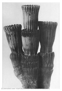 Art Forms In Nature 5 — Karl Blossfeldt