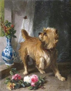 A Norwich terrier chasing a butterfly