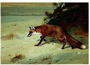 On The Prowl — Archibald Thorburn