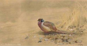 A Pheasant — George Edward Lodge