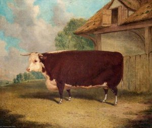 A Hereford Ox