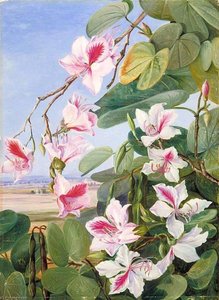 Foliage, Flowers And Fruit Of A Common Indian Forest Tree — Marianne North