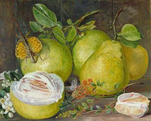 Flowers And Fruit Of The Pomelo, A Branch Of Hennah And Flying Lizard, Sarawak — Marianne North, Victorian Botanical Painting