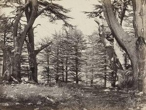Cedars Of Lebanon ( 615) — Francis Frith