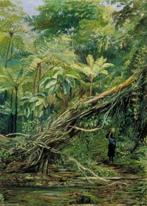 View Under The Ferns At Gongo, Brazil — Marianne North