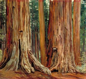 'castor Und Pollux' Im Calaveras Grove Of Big Trees, Kalifornien — Marianne North, Viktorianische Abenteurerin In Blüte