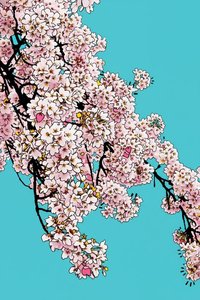 Cyan Sakura: Ephemeral Rhythm — Thibault Boyer