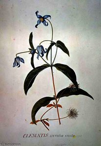 Integrafolia
