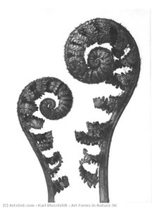 Art Forms In Nature 56 — Karl Blossfeldt