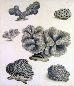 Shells And Marine Flora_4 — Sydenham Teast Edwards