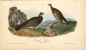 Dusky Grouse. 1. Male. 2. Female — John James Audubon