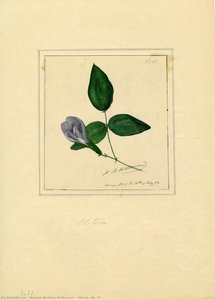 Clitoria, No. 37