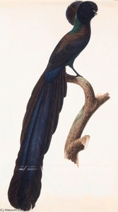 Astrapia Nigra — Jacques Barraband