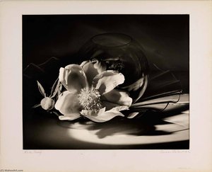 White Peony
