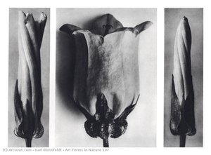 Art Forms In Nature 107 — Karl Blossfeldt