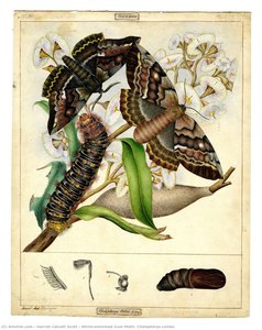 White-stemmed Gum Moth, Chelepteryx Collesi — Harriet Calcott Scott