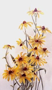 Black eyed Susans, (painting)
