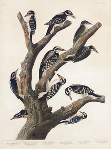 Maria's Woodpecker, Three-toed Woodpecker, Phillips' Woodpecker, Canadian Woodpecker, Harris's Woodpecker, Audubon's Woodpecker — Robert Havell
