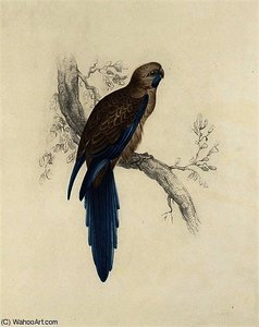 A Pennantian Broad-tail Parrot — Edward Lear