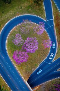 Tesourinha Florida - Ipê Roxo — Bento Viana