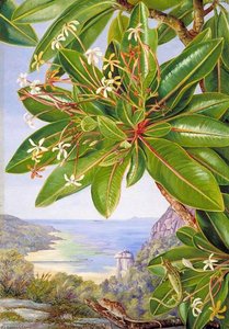 Flowers Of A Bush And Pitcher Plant, Mahé — Marianne North