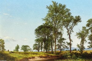 Young Elms 1 — David Johnson
