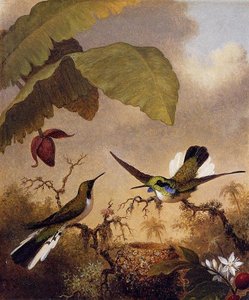 Black-eared Fairy — Martin Johnson Heade