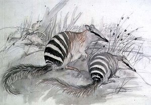 Banded Anteater — John Gould