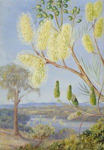 Branch Of A Grevillea And A View On The Swan River, West Australia — Marianne North
