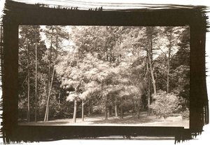 Red Maple in Wind, Bernheim, Kentucky