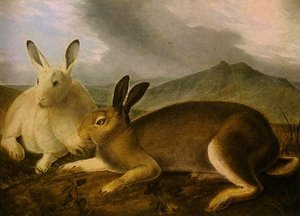 Arctic Hare