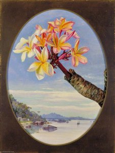 Blüten von Jasmin-Mango oder Frangipani, Brasilien