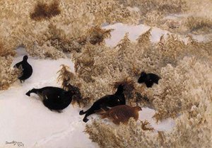 Red Grouse In The Snow