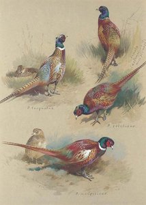 Pheasants — Archibald Thorburn