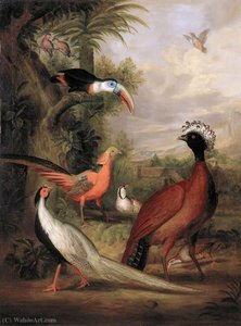Various Types of Birds (with a Toucan and a Pheasant)