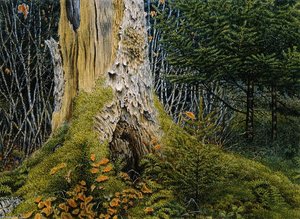 Wood Interior with Tree Stump