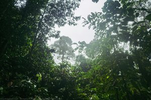 Borneo Rainforest — Angelo Chiacchio