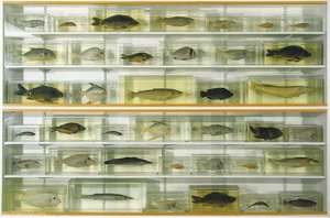 Swimming — Damien Hirst
