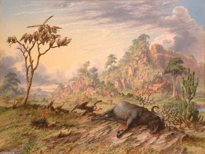 Dead Buffalo, King Vulture And Common Vultures — Thomas Baines