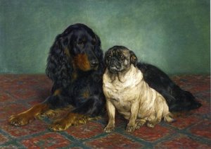 A Gordon Setter and a Pug