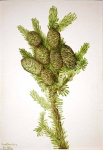 Balsam Fir (albies Fraseri) — Mary Morris Vaux Walcott