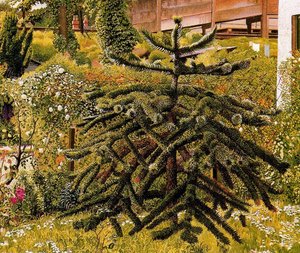 The Monkey Puzzle. Whitehouse. Northern Ireland — Sir Stanley Spencer