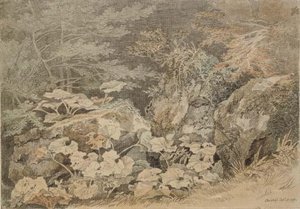 A Study Of Undergrowth At Chudleigh, Devon — John White Abbott