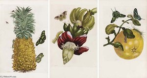 Dissertatio De Generatione Et Metamorphosibus Insectorum Surinamensium_2