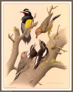 Williamsons Sapsucker — August Albert Zimmermann