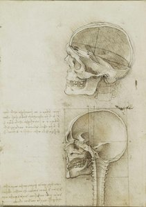 Ansicht: Schädel Durchschneidener Kopf — Leonardo Da Vinci